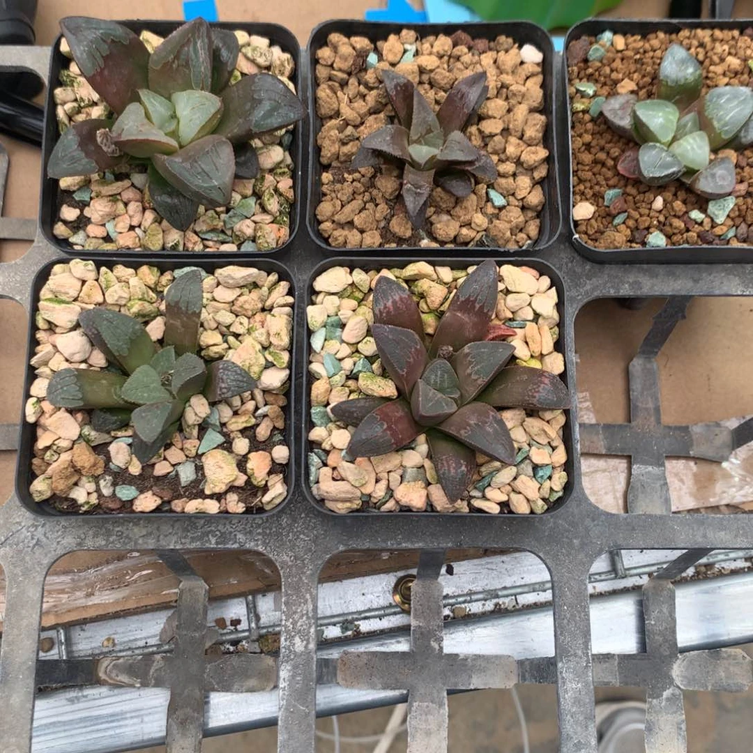 小****）实生寿一物一拍带盆