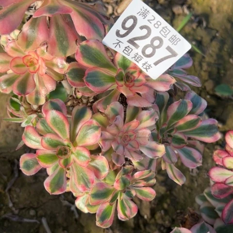 开***兔砍头热恋多肉植物法师9287