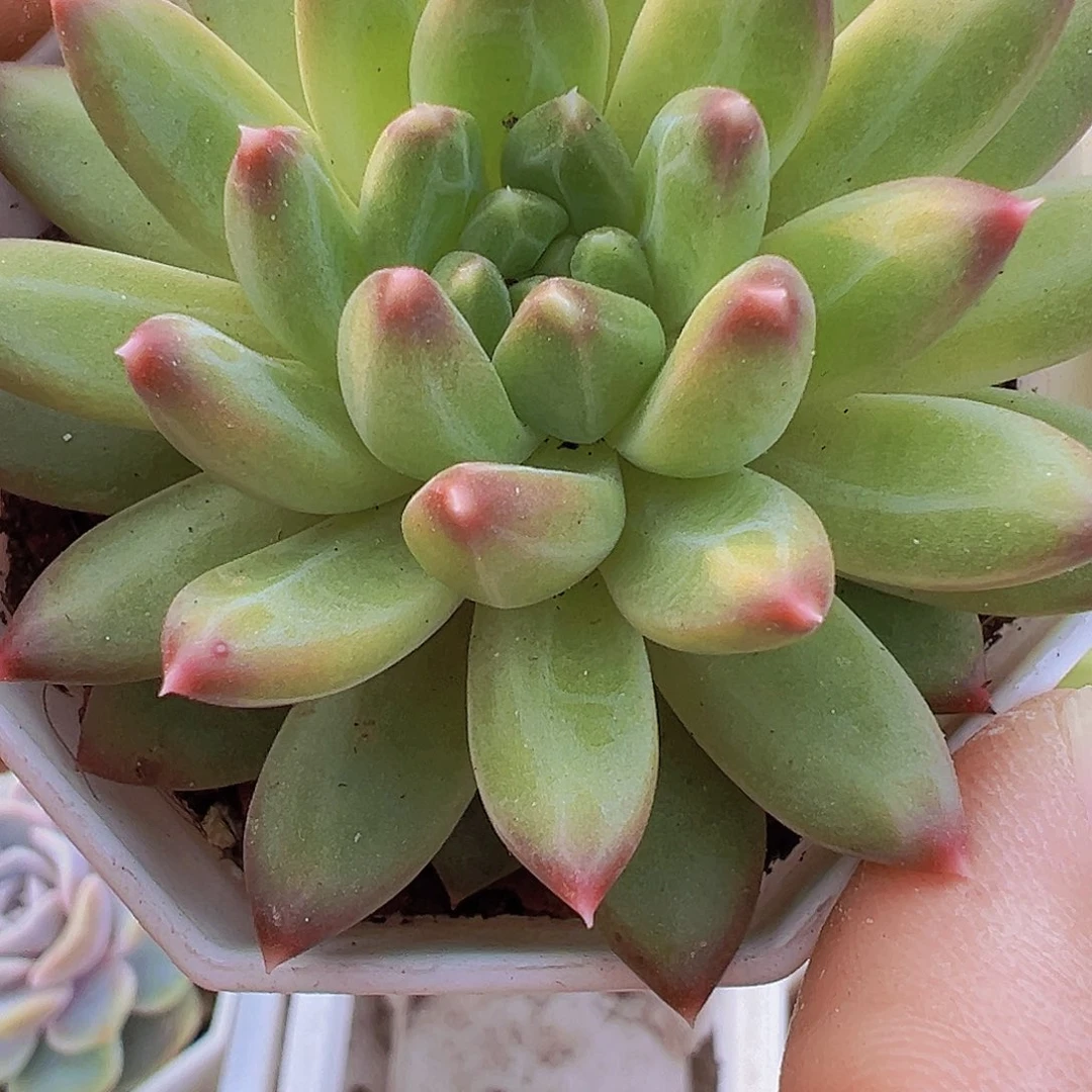 甲骨文19包邮多肉