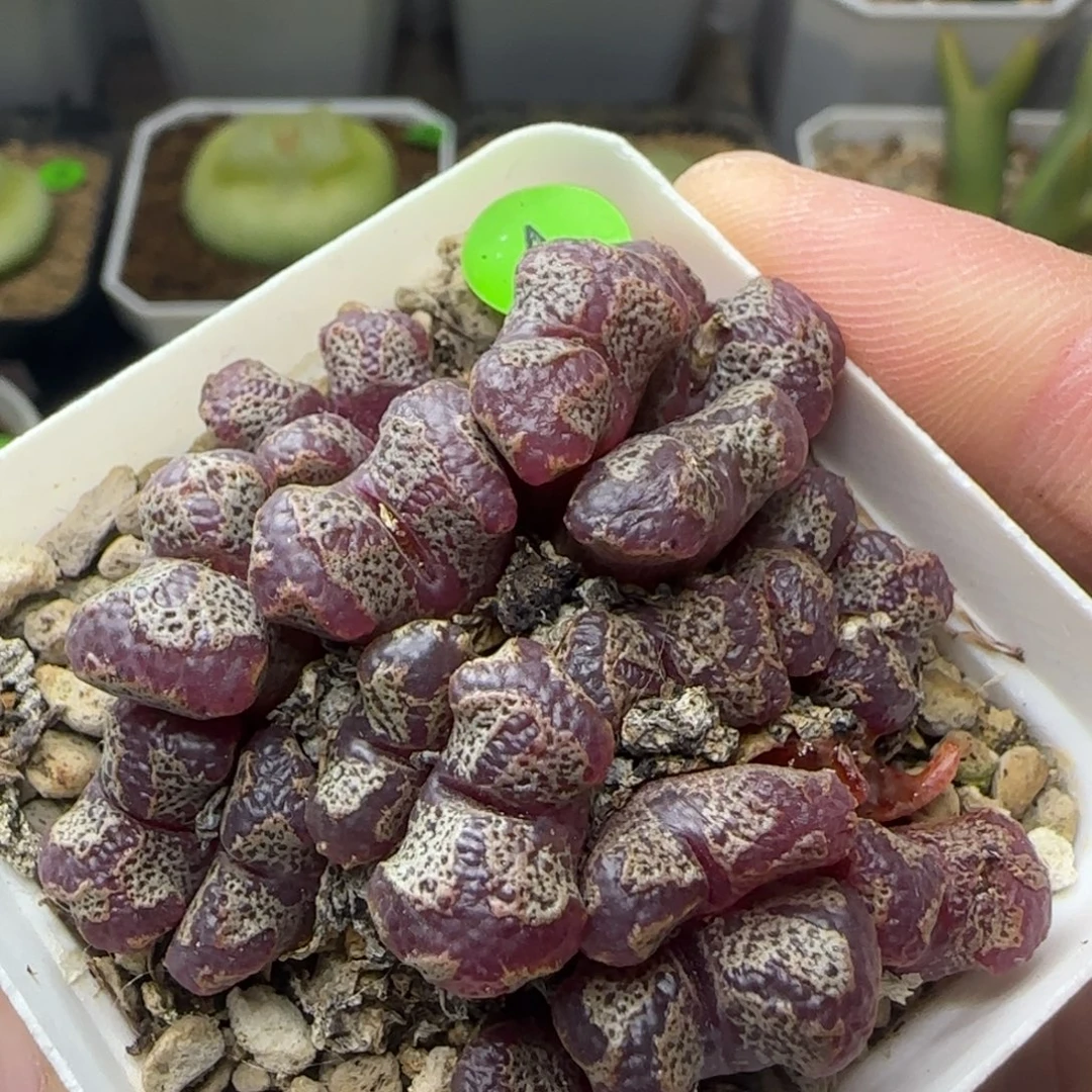 超碟群漂亮多肉植物4