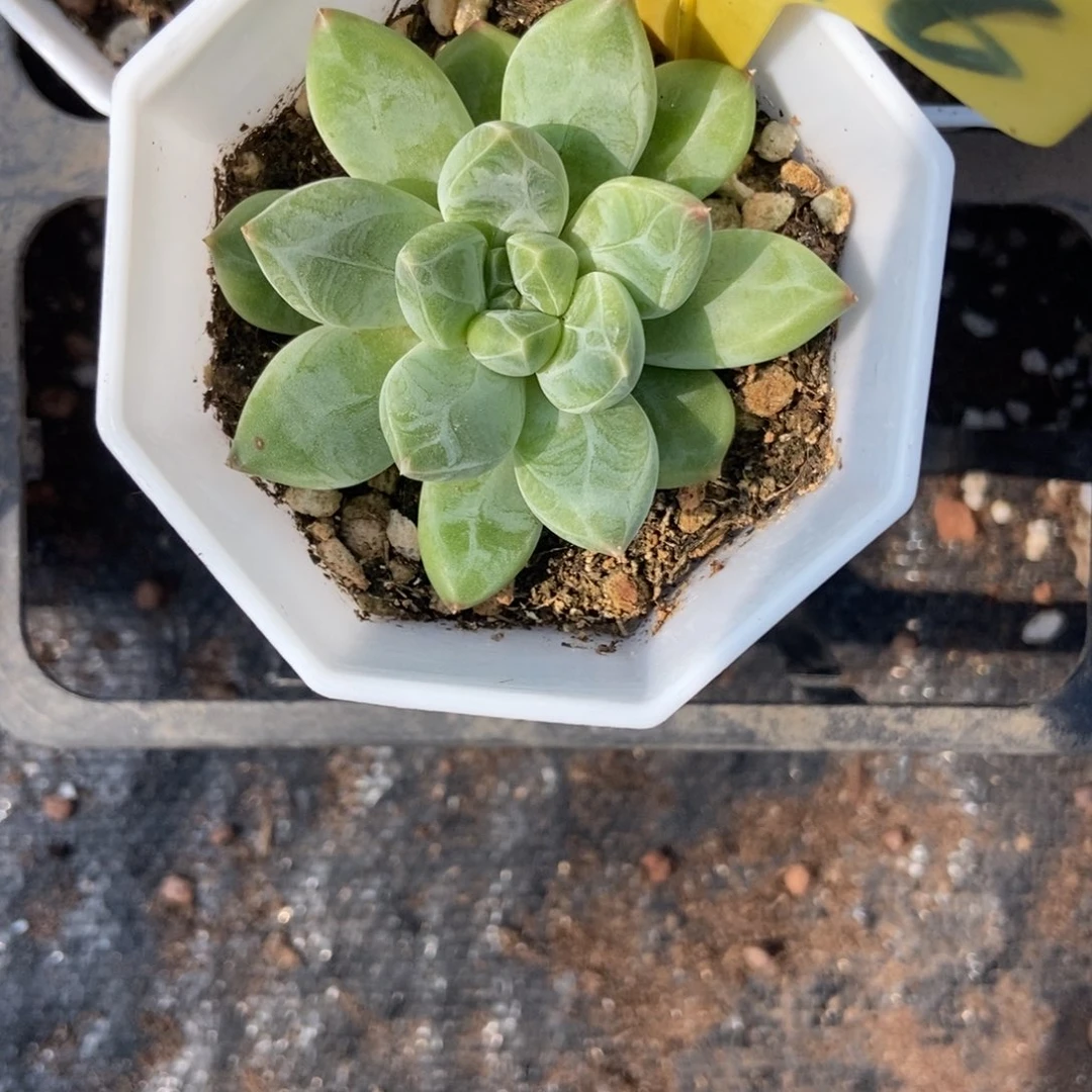 6096雨花石多肉植物保护