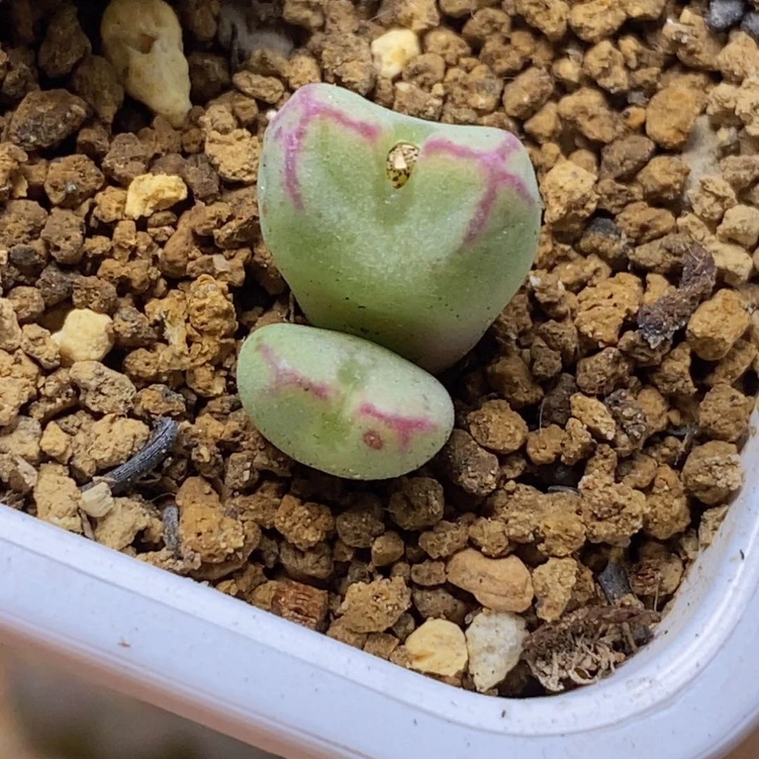 双头红线元宝双头红线元宝