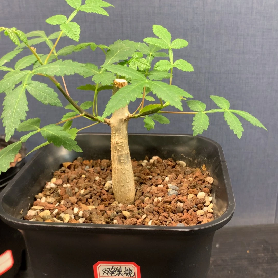 双色裂榄实生中苗