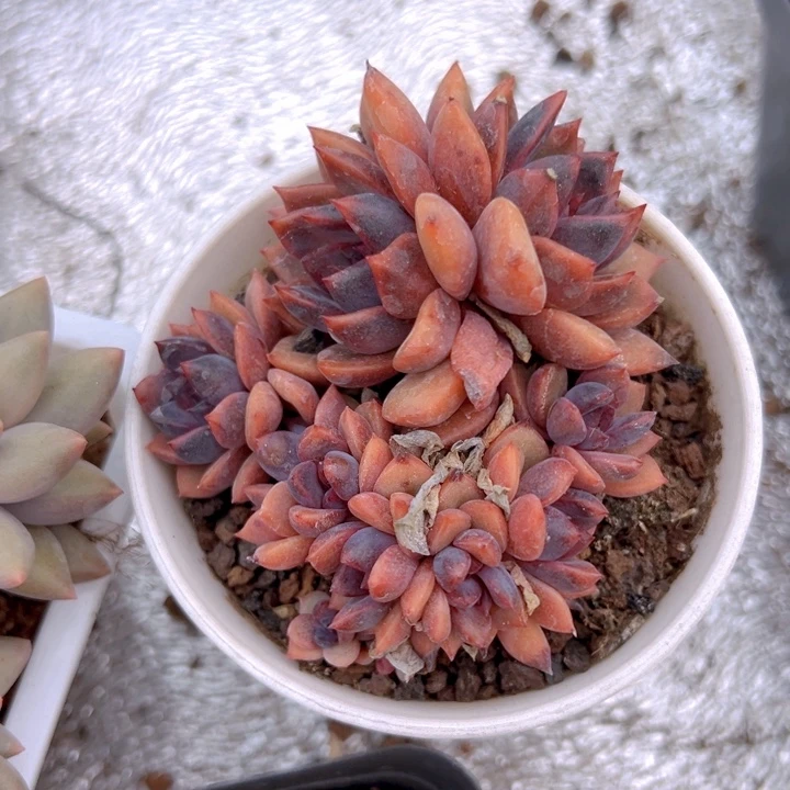 舒亭群【两单包邮】一物一拍