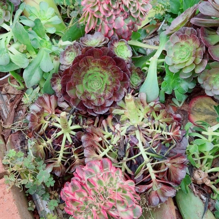 脸谱嫁接捧花啊啊