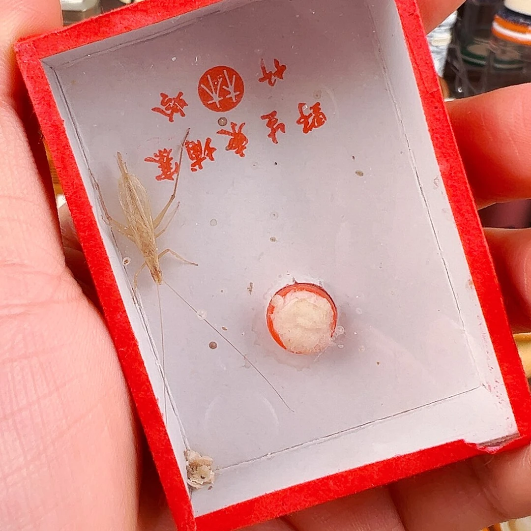 糖果彩螽一个➕柬埔寨竹蛉一个