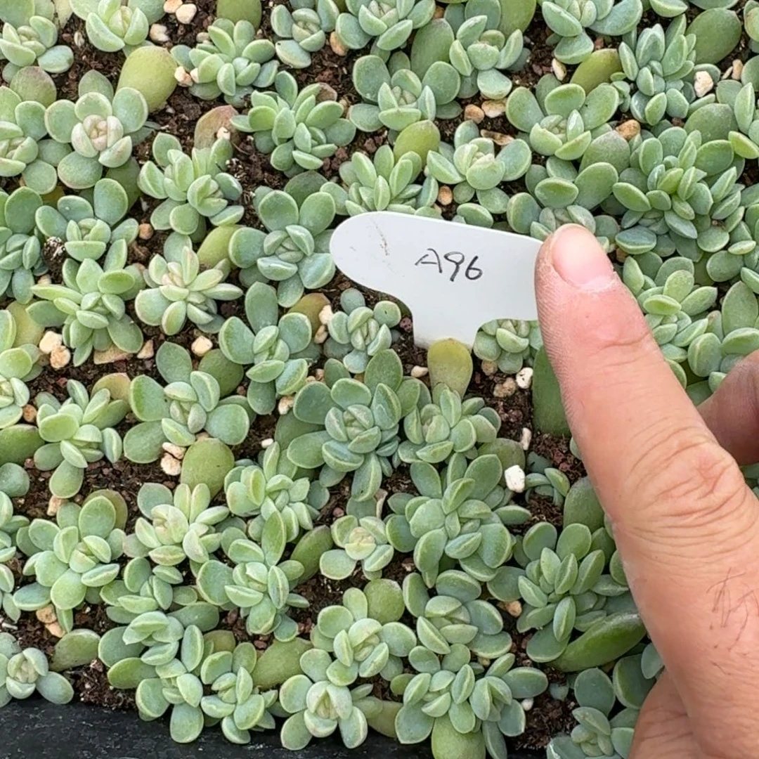 如图麦芽96叶插苗随机4颗一份量拍不售后