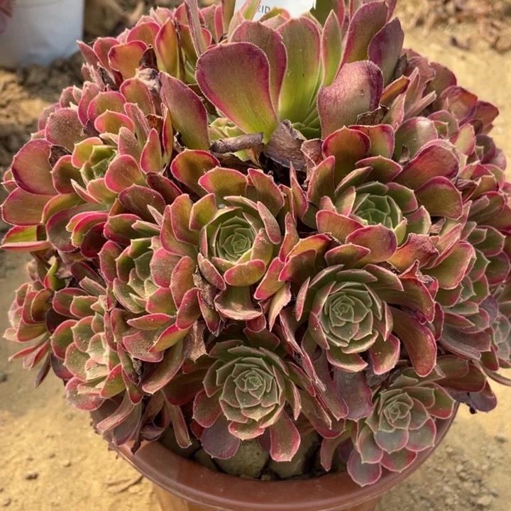 无花朵433多肉安娜