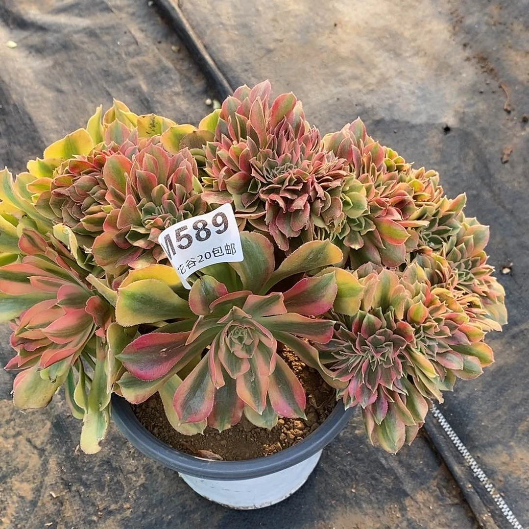 589红袖缀多肉植物