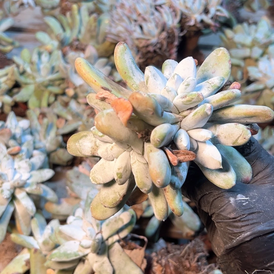 7797哈哈哈哈哈哈哈哈