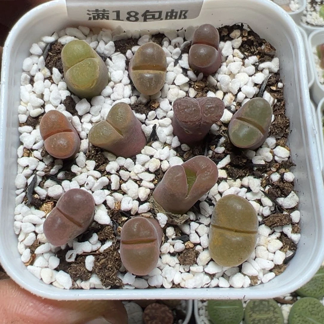 【闪购商品】 981。