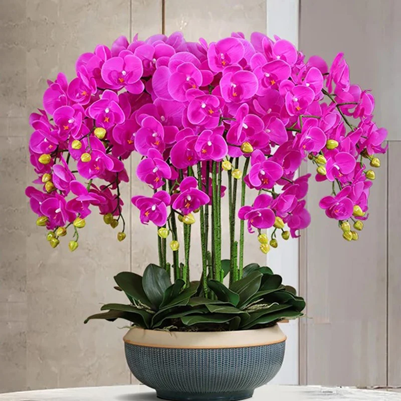 蝴蝶兰盆栽带真鲜花速递同城开业乔迁庆典上海北京年宵花全国配送
