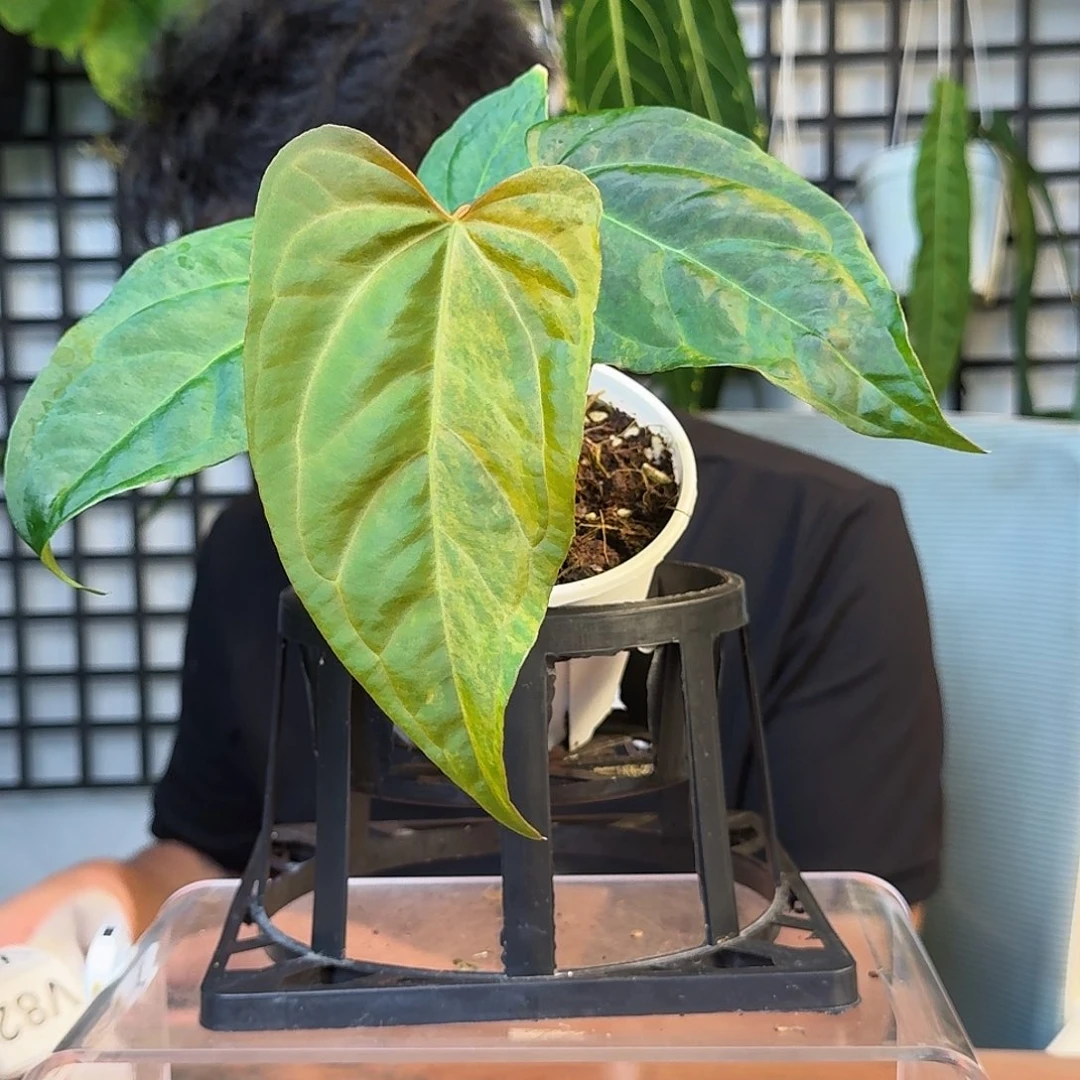 少***士无花朵一物一拍V79