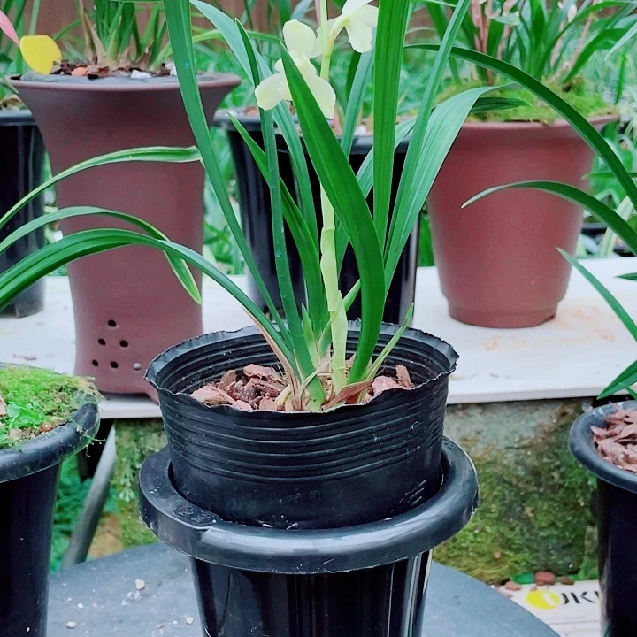 云***∽无花朵一物一漂亮开花