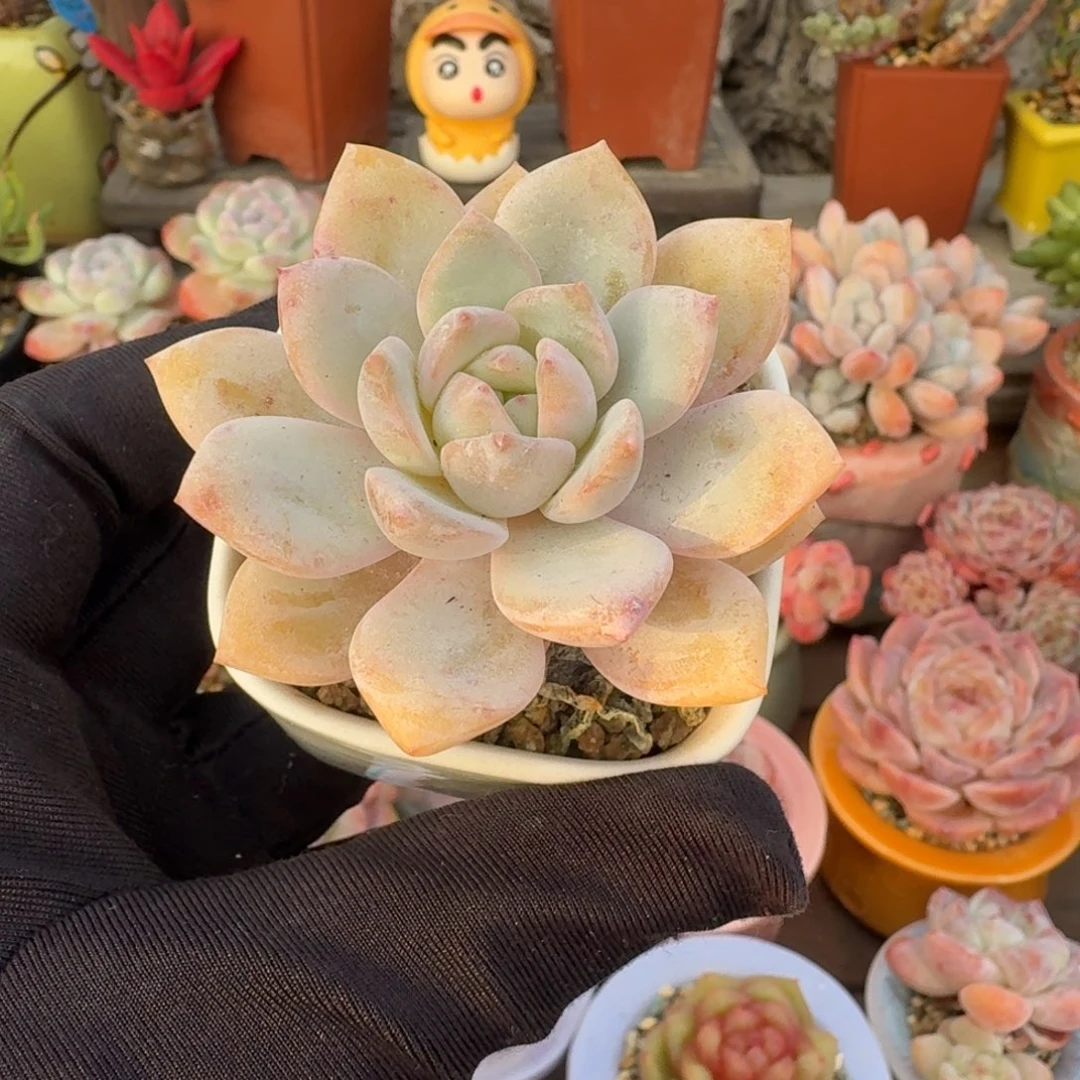 梦之雪 多肉含盆土 一物一拍