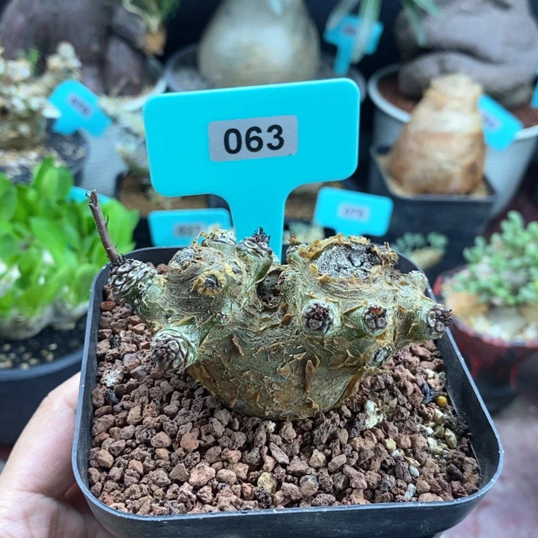 白象多肉植物一个