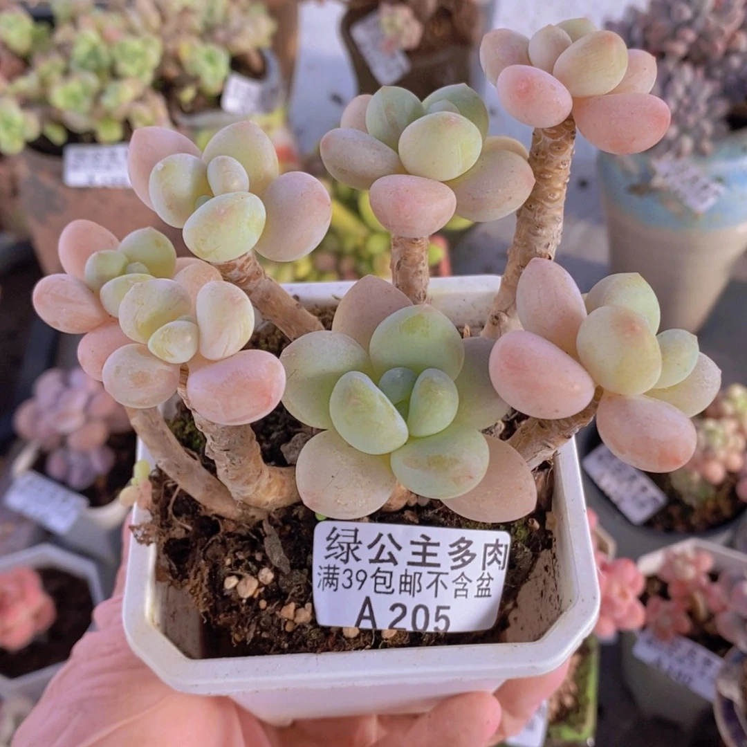 冰川洛神老桩10cm205多肉植物