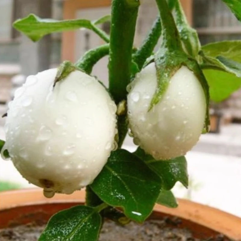 白蛋茄鸡蛋茄子阳台盆栽菜园种植观赏食用蔬菜春播天鹅蛋白茄种子