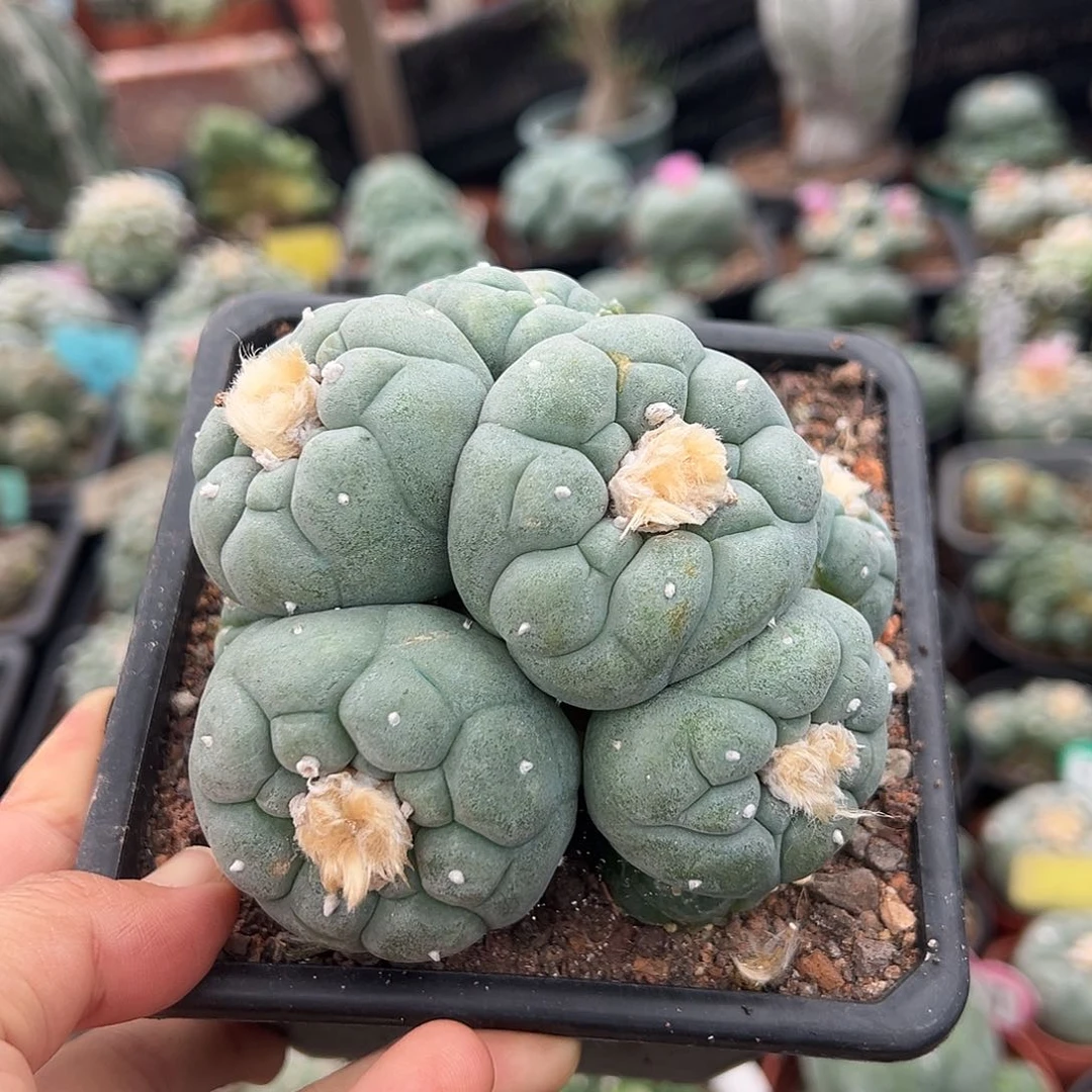 无花朵时间咯哦哦哦哦哦哦哦哦哦哦哦哦哦