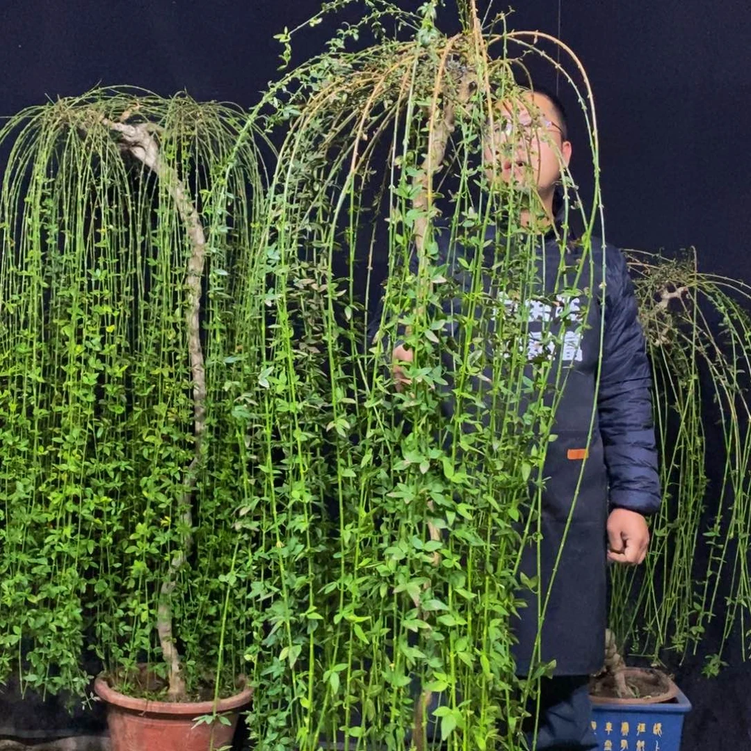 大花绿云，一物一拍，落叶