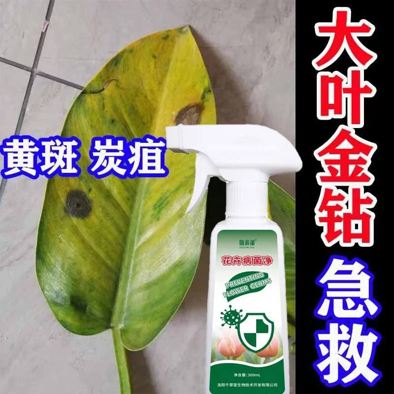 大叶金钻黄斑炭疽病专用喷雾剂花卉绿植通用细菌真菌病害用营养液