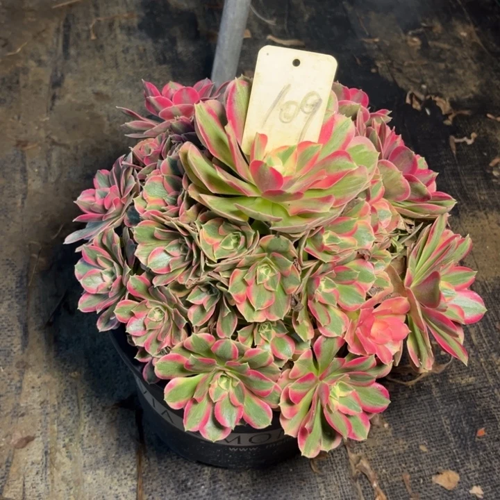 109邀月多肉一物一拍