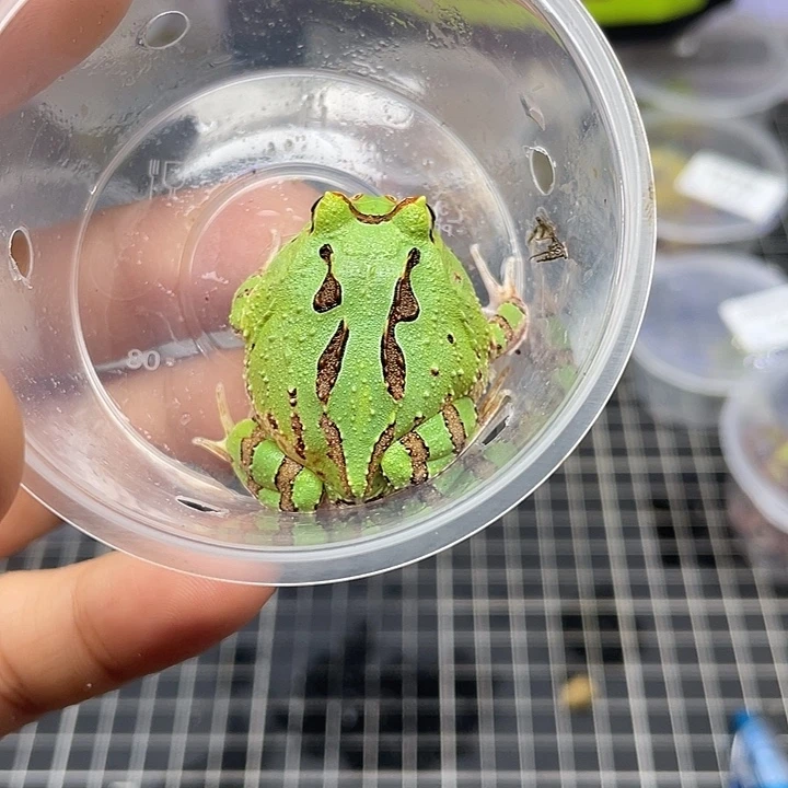 大漏蝴蝶142用户专拍