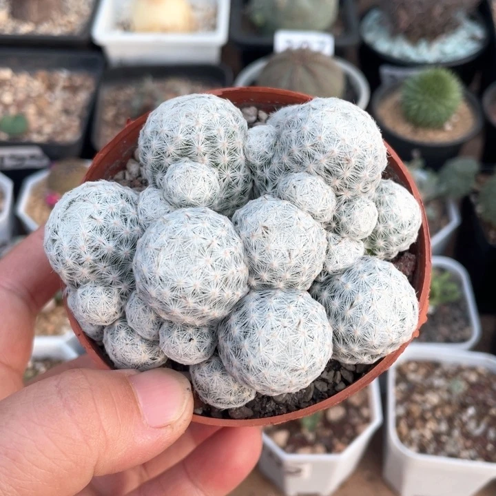 201实生大型姬春心