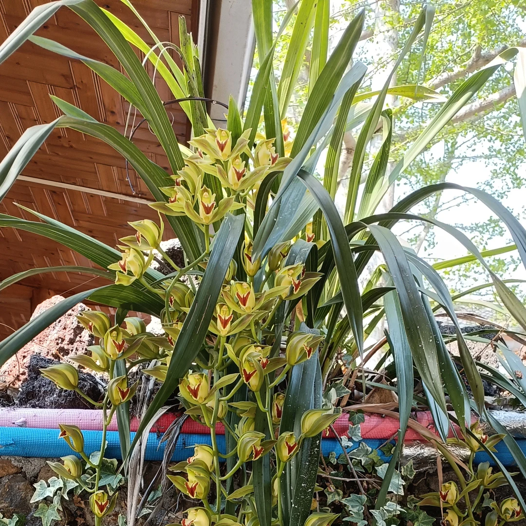 云南土特产山货临时链接二号