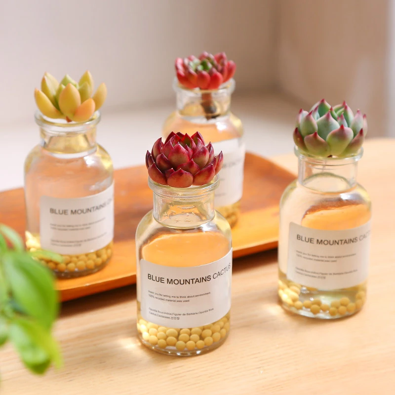 【木木咊】4颗装无土水培新手套餐多肉植物盆栽桌面绿植（含水瓶）