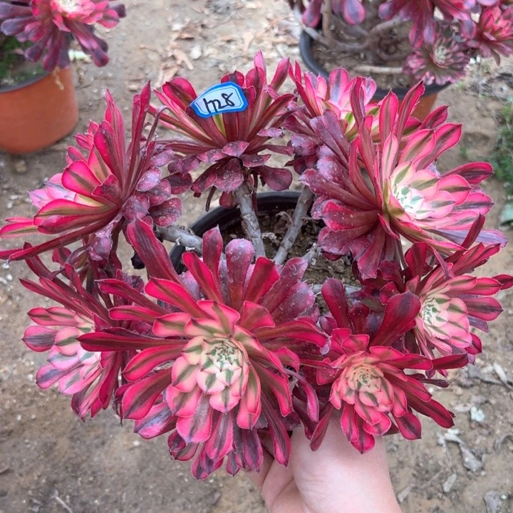 红铜丛林朵1728法师多肉