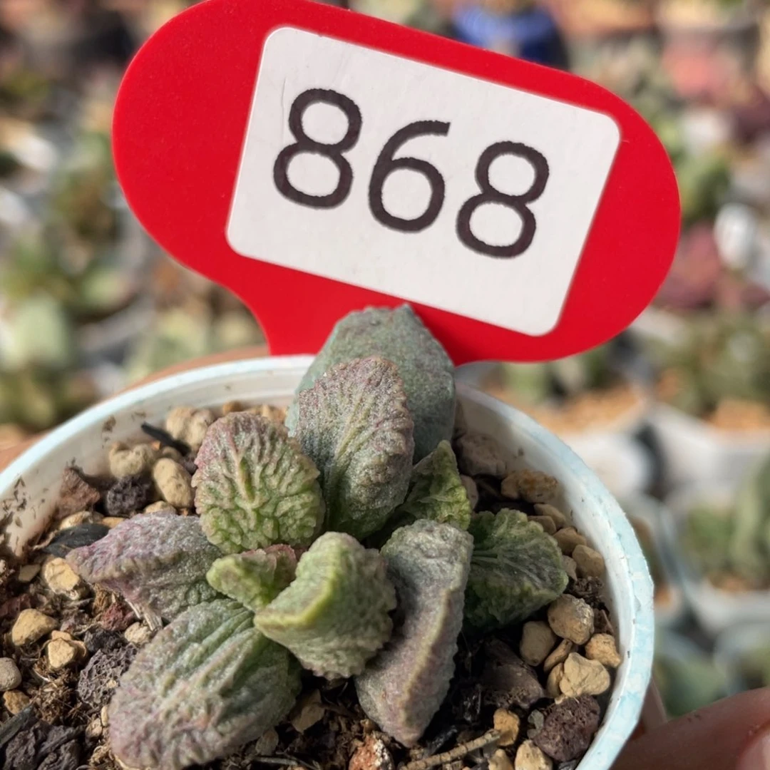 融化纹猪肝。 868。