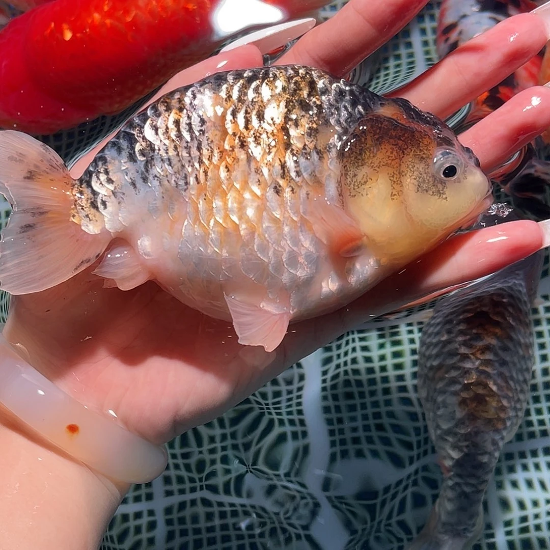 金鱼银甲龙鳞麒麟兰寿金鱼