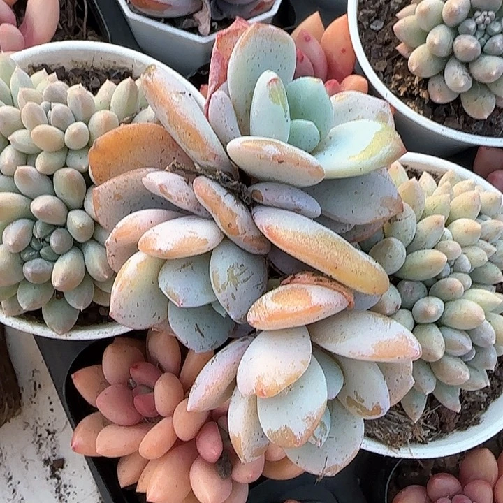 罗*长青蛙王子儿童牙膏111