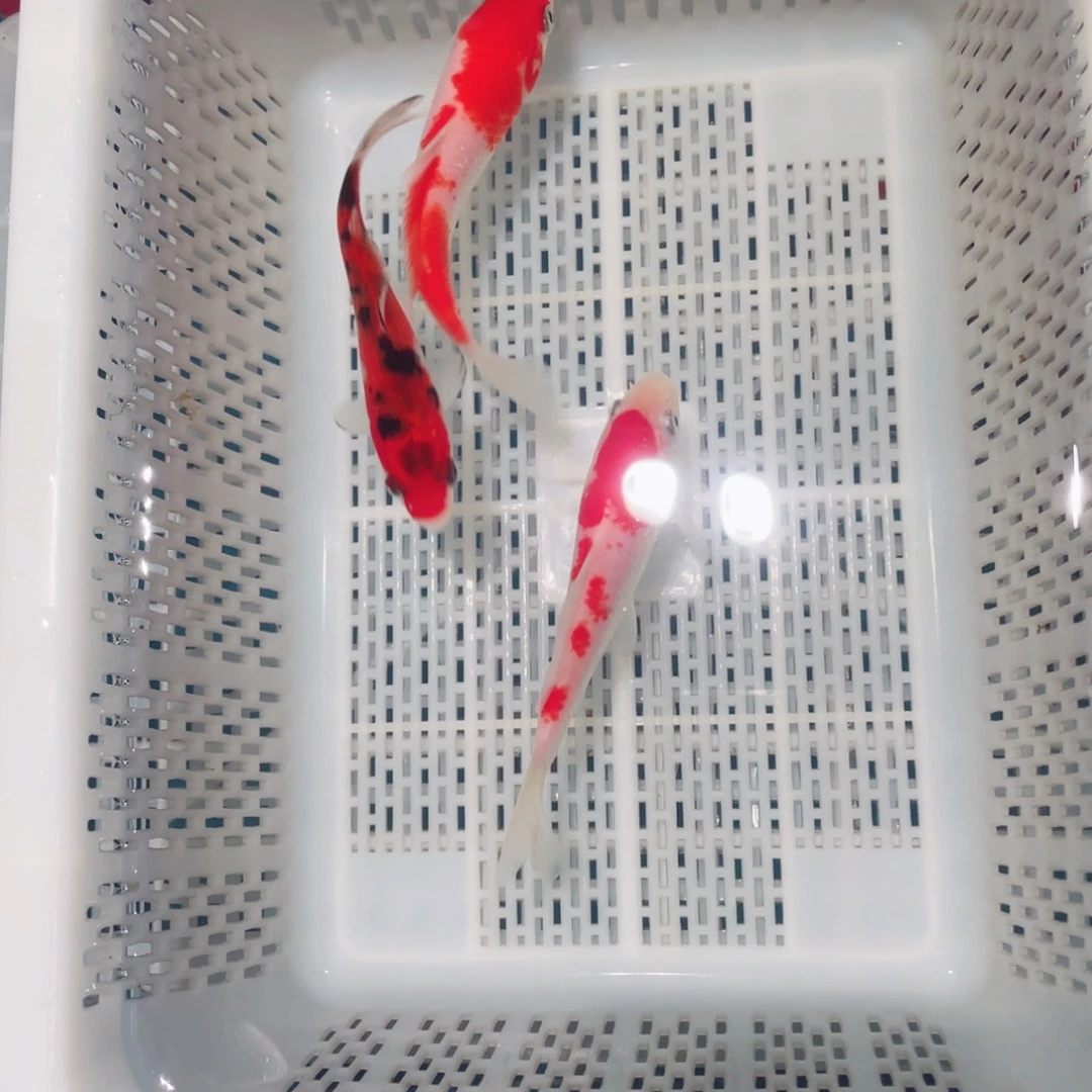 锦鲤锦鲤观赏鱼161718