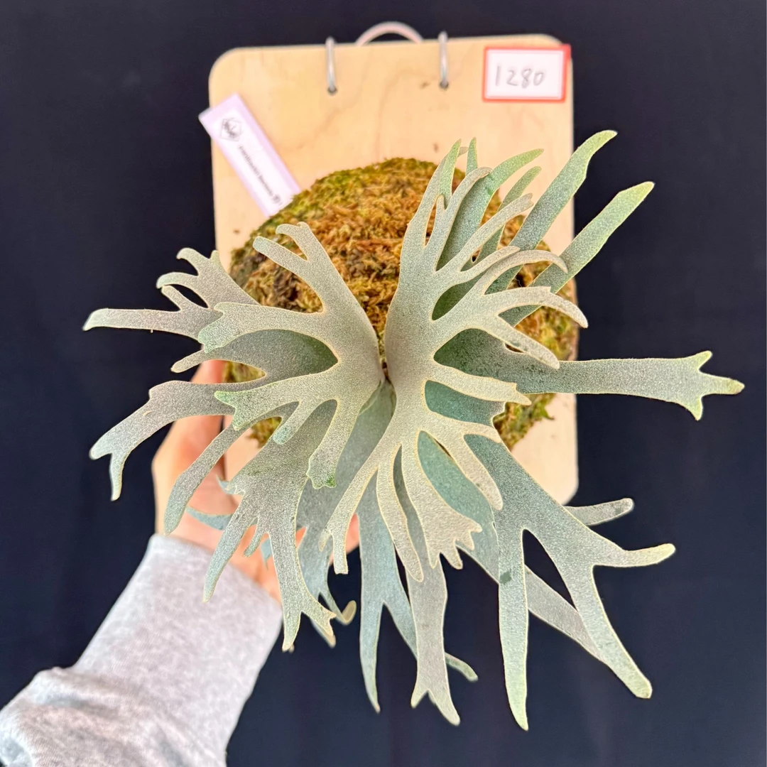 鹿角蕨盲盒（大奖：细菌）