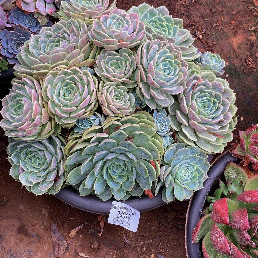 兔***）昂斯诺24019多肉多肉