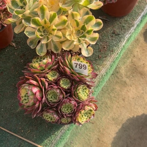 阿***物563燕资，799海王多肉