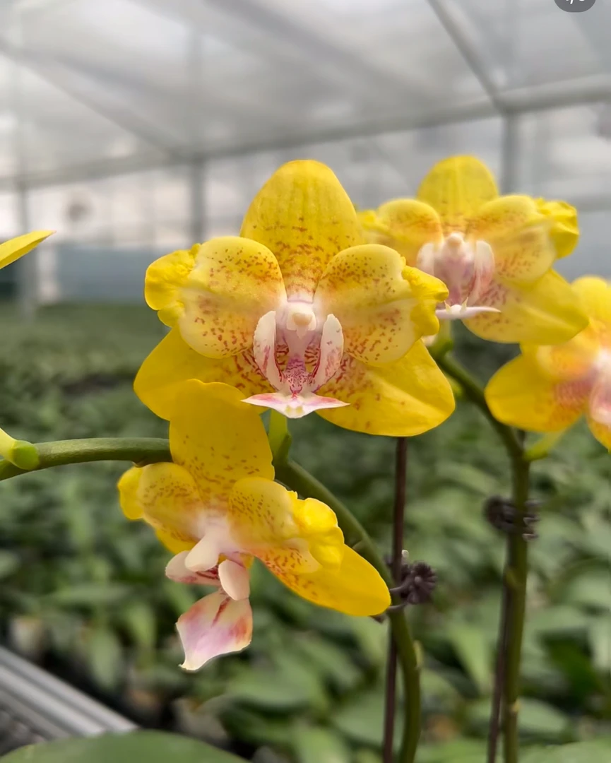 朝阳变异蝴蝶兰盆栽