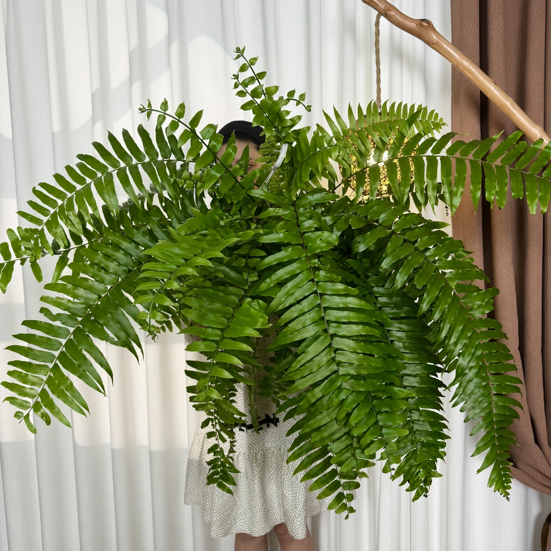 【100-120冠幅】霸王蕨垂吊室内雨林感好养四季常青吸甲醛净化空气