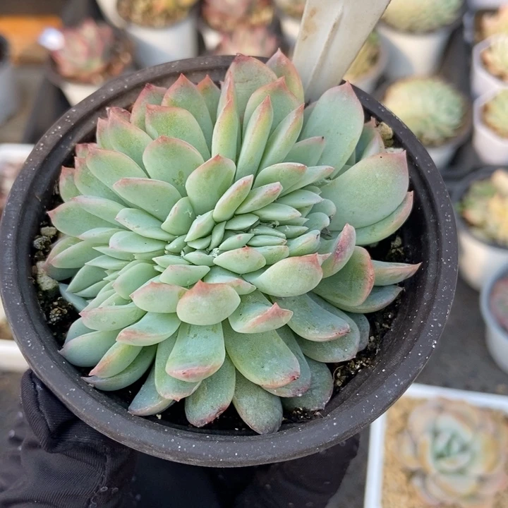 906雪夜缀多肉植物保护