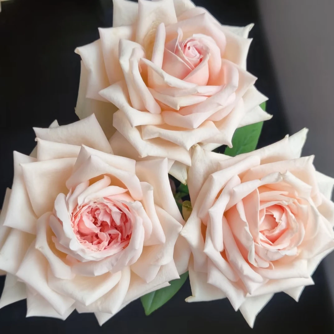 美琪玫瑰 云南基地直发