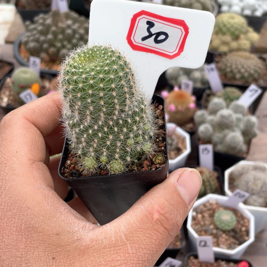 阳****后30往事的释怀不愿回头