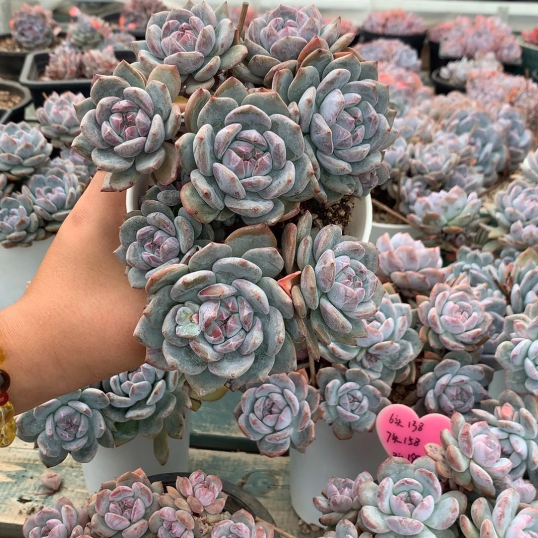 石榴籽漳州八头带崽