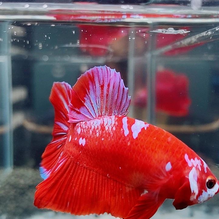 斗鱼黑09号巨斗将军