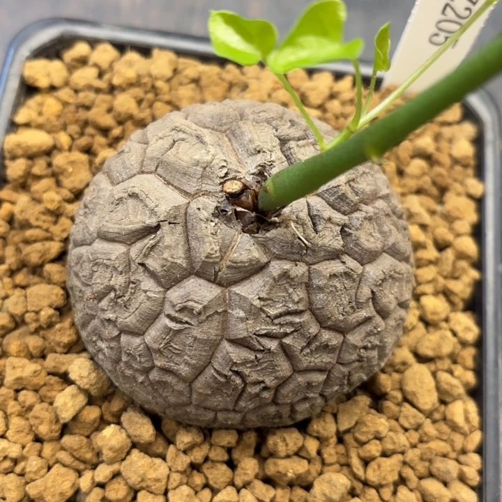 205号龟甲龙带盆包邮