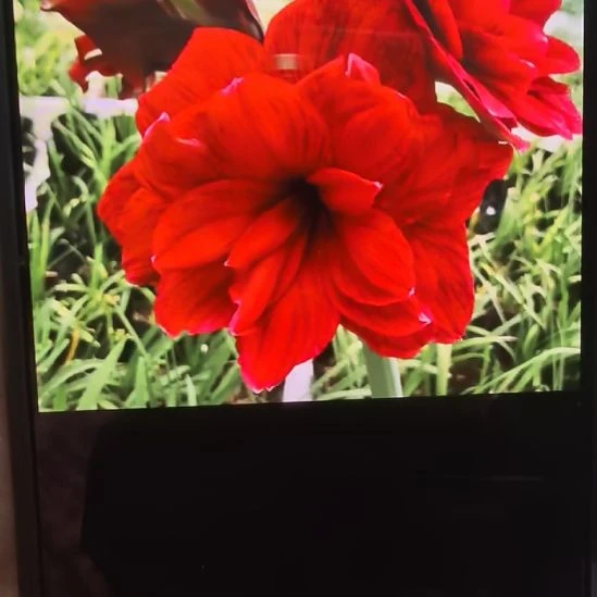 当前无花栽培后可以开花余烬7厘米裸根球3棵