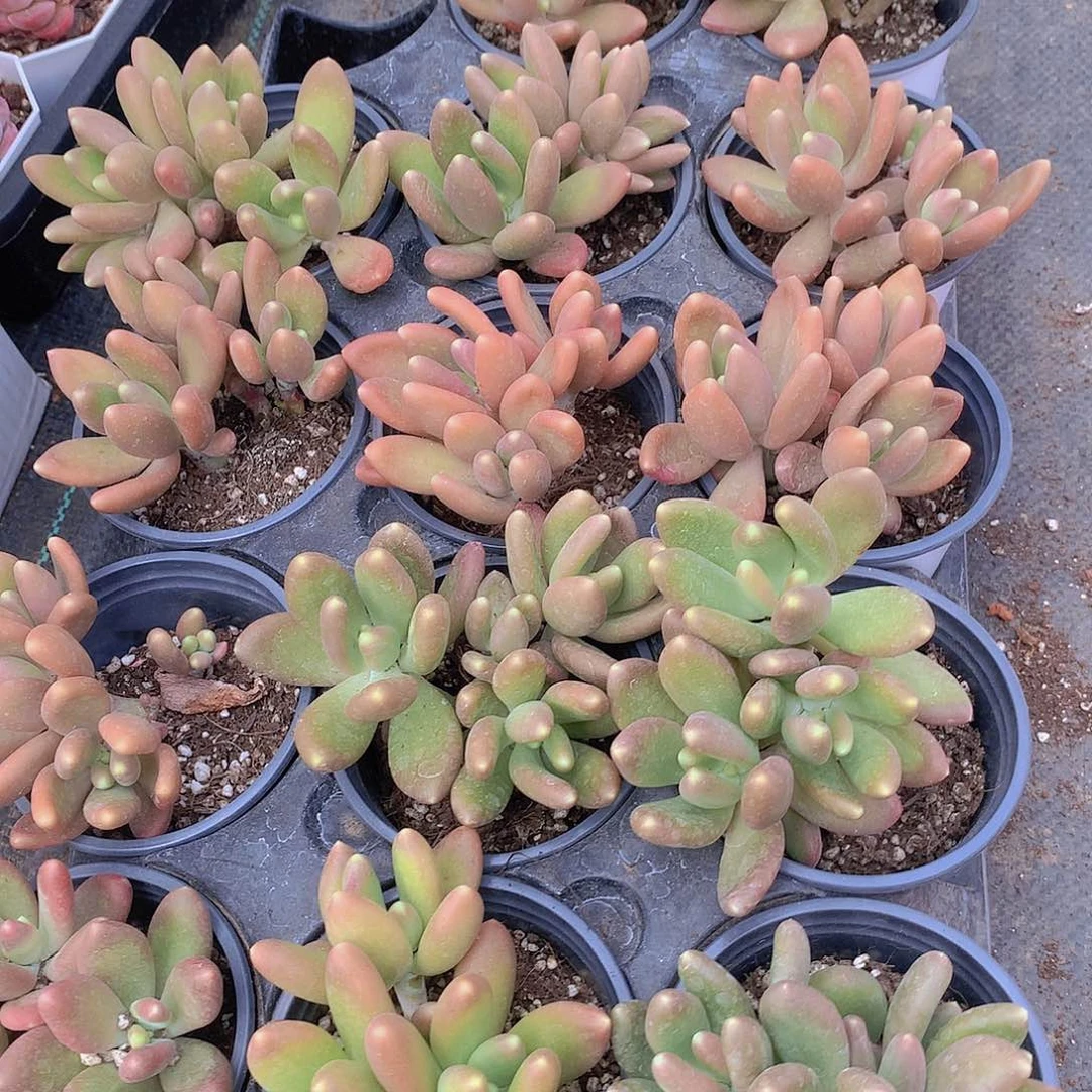 金蟾23567789990000