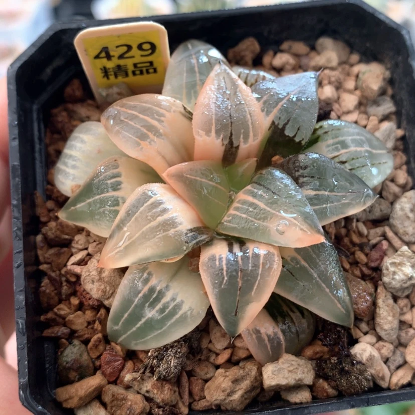 【闪购商品】429红文