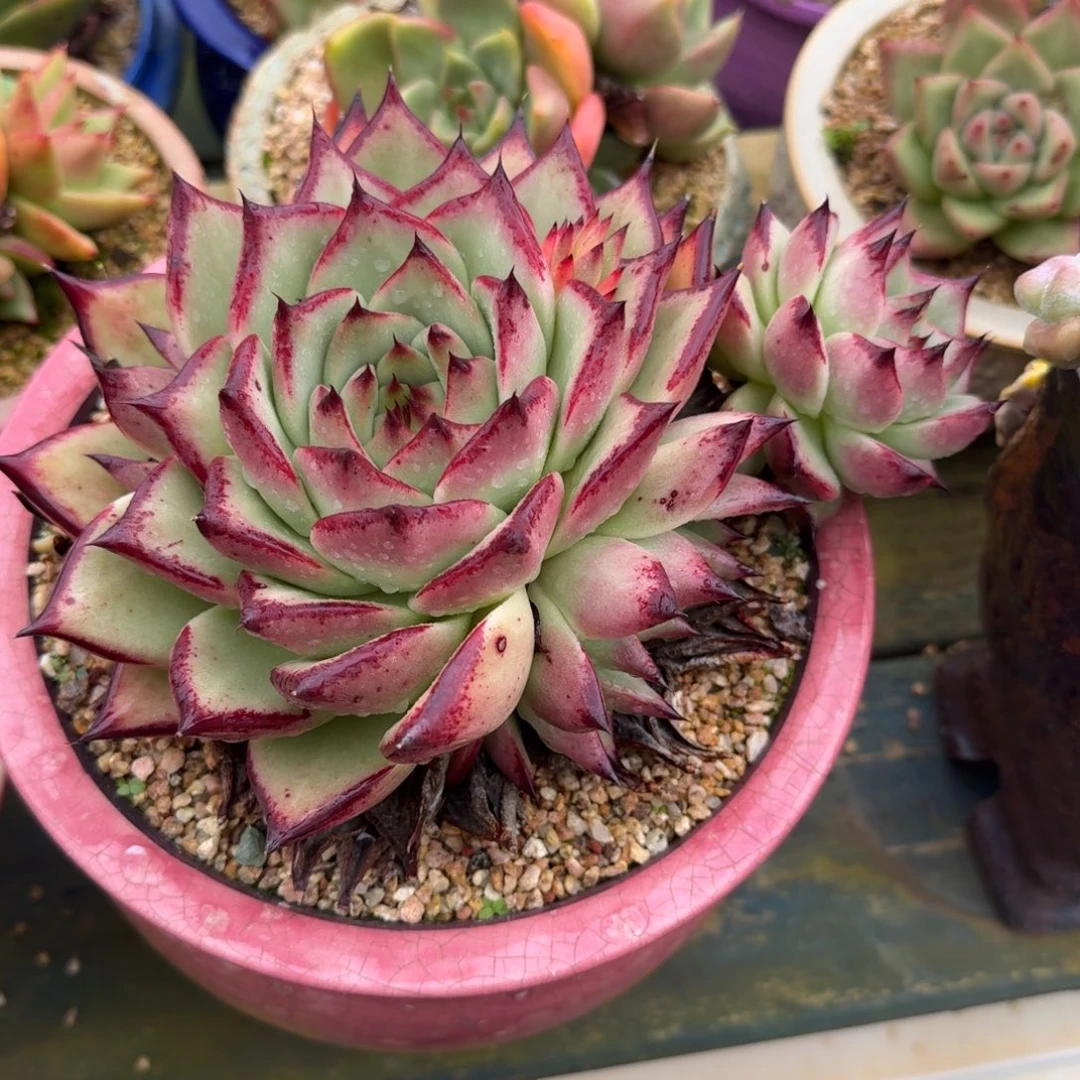 从前慢多肉精选编号1012.22